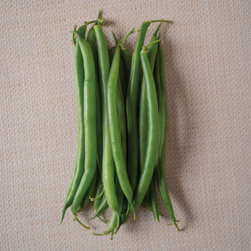 Bean Red Tail Seed