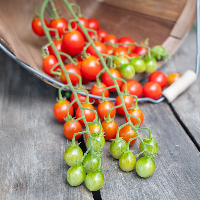 Tomato Tutti Frutti Cherry Baby Red F1 Seed