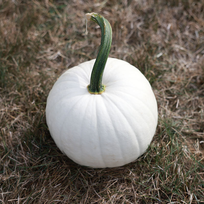 Pumpkin Ghost Town F1 Seed