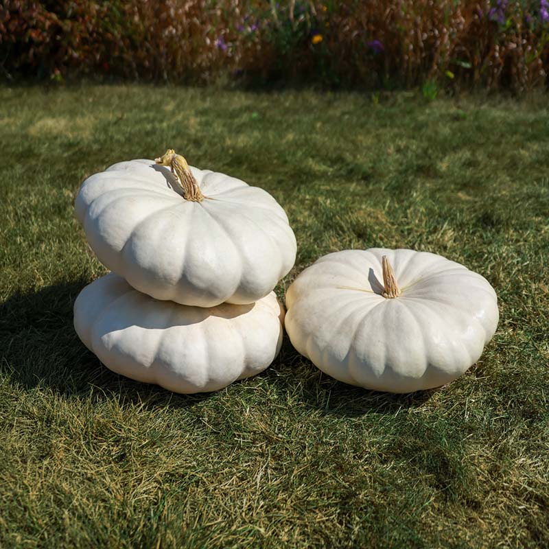 Pumpkin Star 7001 F1 Seed