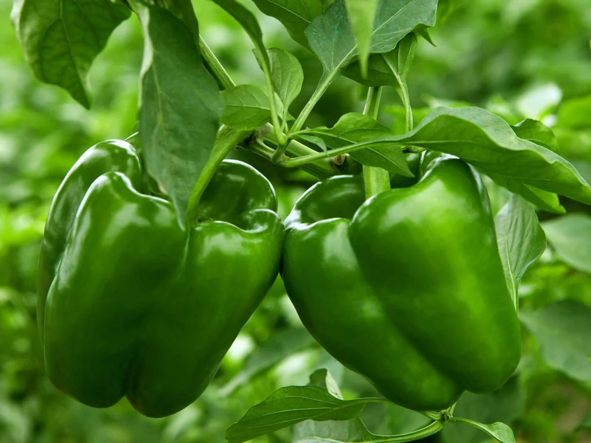 Green Bell Peppers