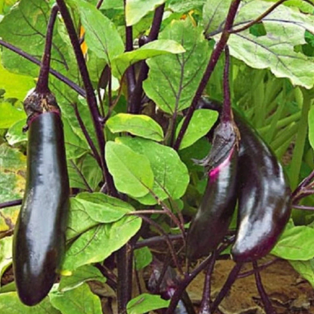 Millionaire Eggplant Seeds High Yield Japanese Eggplant Variety for Home Gardens