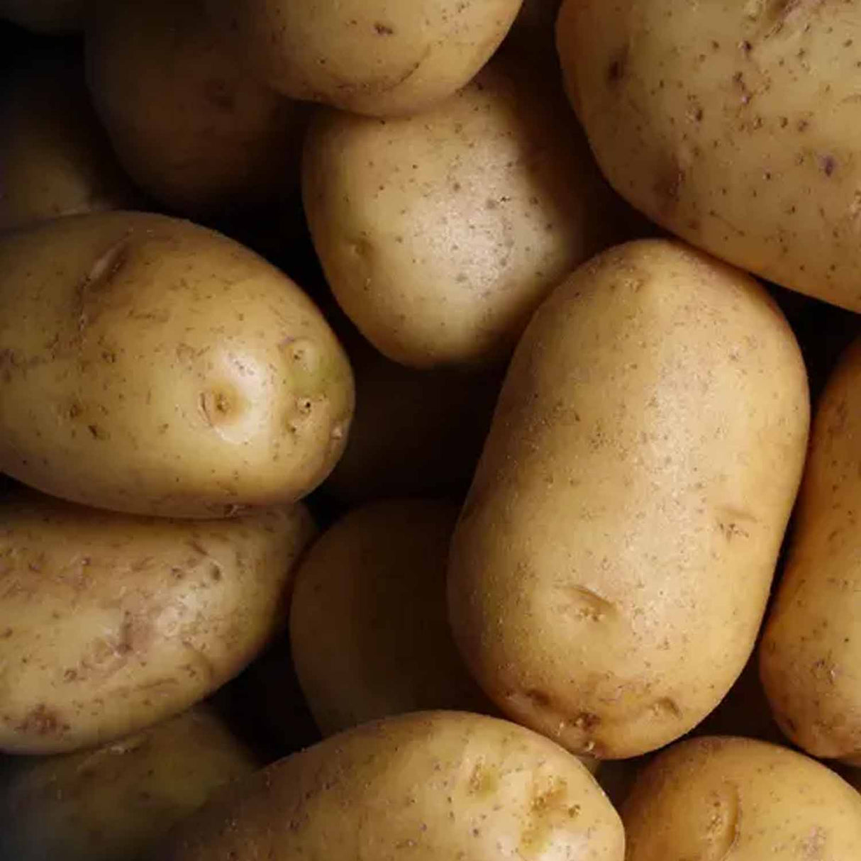 Radyan Fresh Idaho Potatoes – Premium Quality & Taste