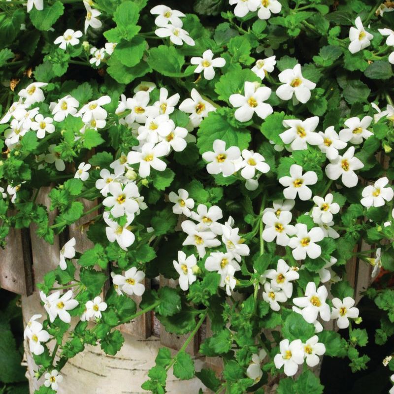 Bacopa Snowtopia® Seed