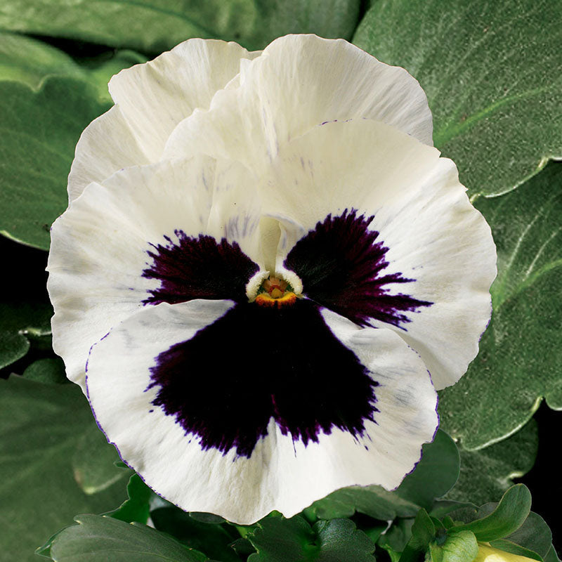 Pansy Delta Premium Mix F1 Seed