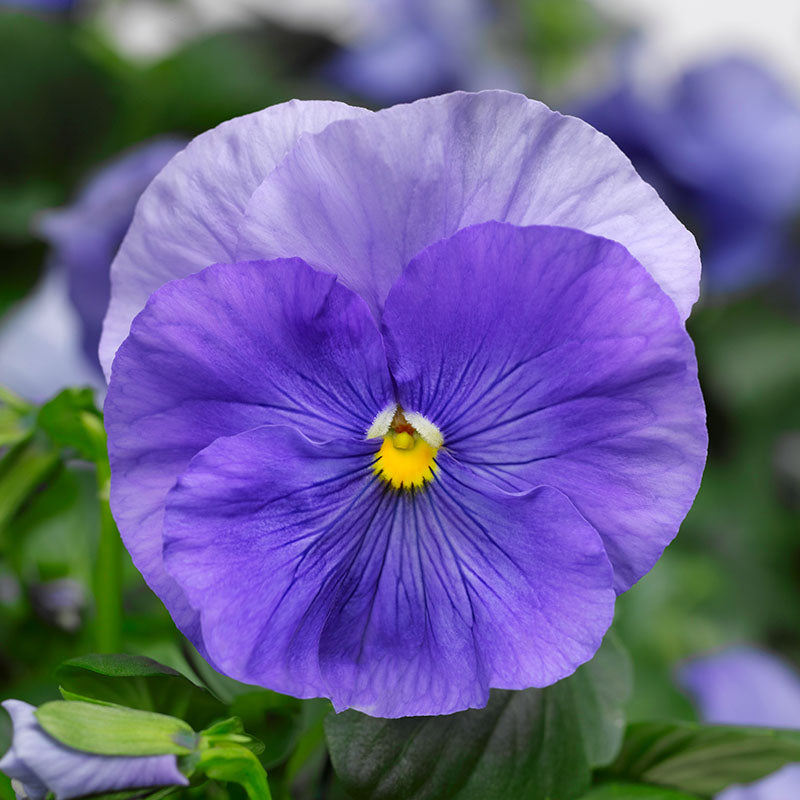 Pansy Delta Premium Mix F1 Seed