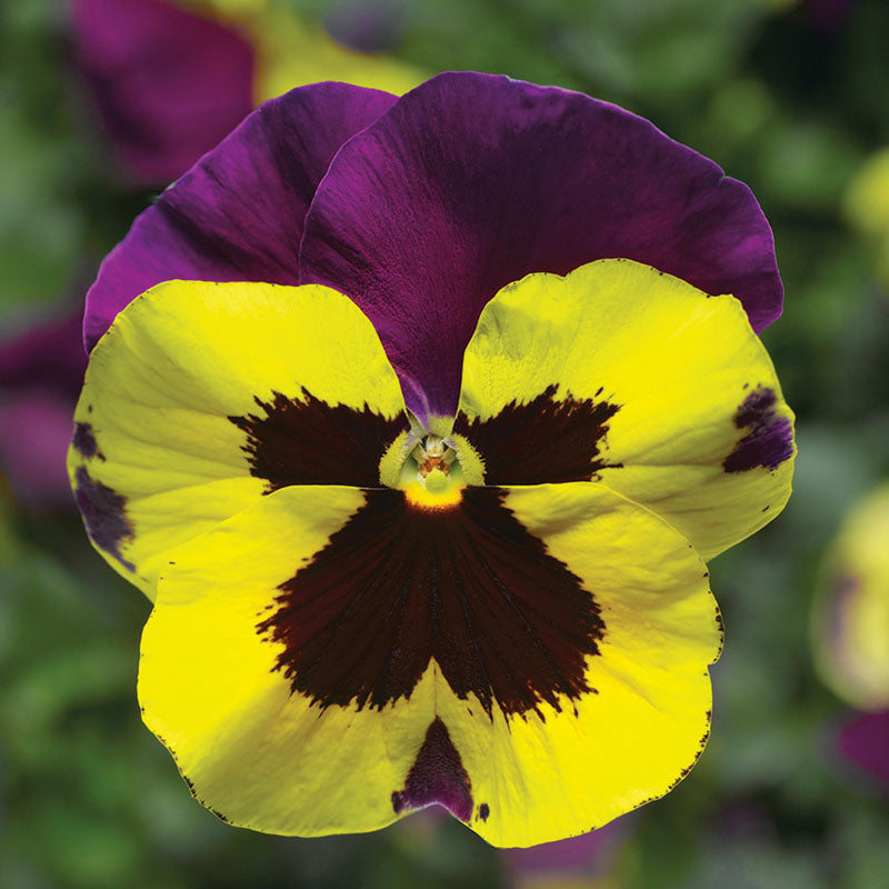Pansy Delta Premium Mix F1 Seed