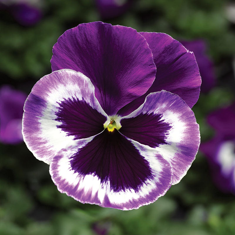Pansy Delta Premium Mix F1 Seed