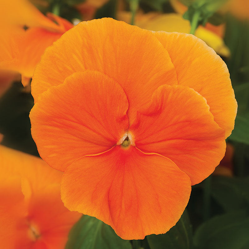 Pansy Delta Premium Mix F1 Seed