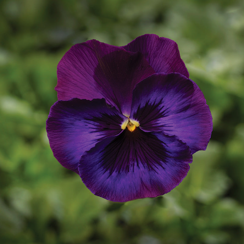 Pansy Delta Premium Mix F1 Seed