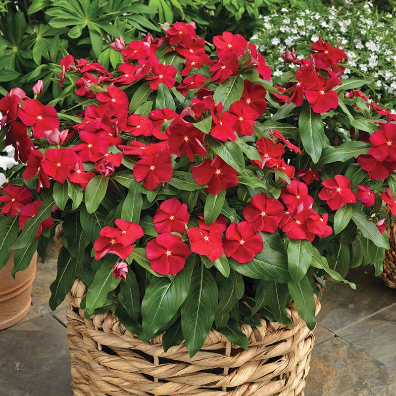 Vinca Cora Mix F1 Seed