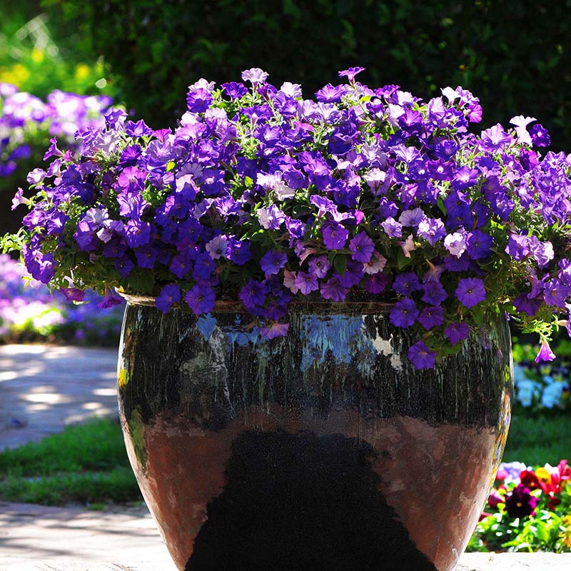 Petunia Shock Wave Denim F1 Seed