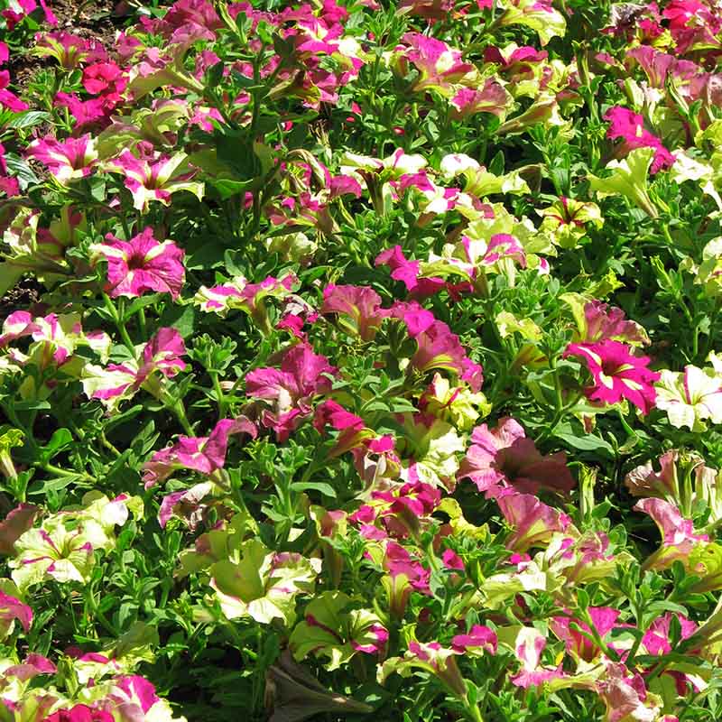 Petunia Sophistica Lime Bicolor Seed