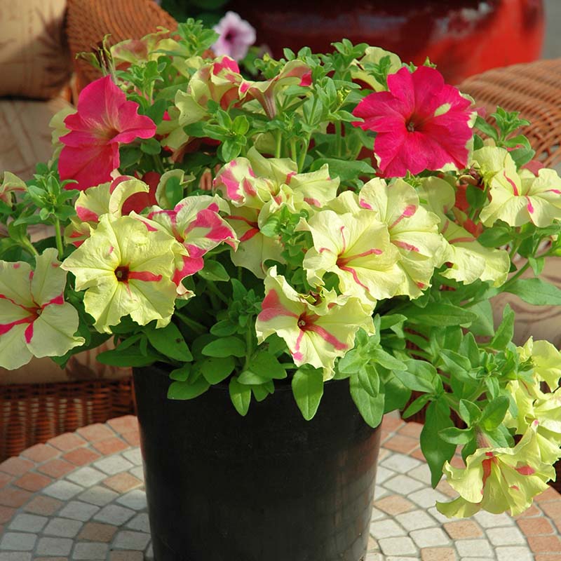 Petunia Sophistica Lime Bicolor Seed