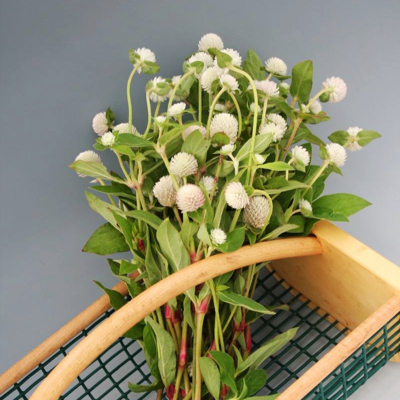Gomphrena Audray White Seed