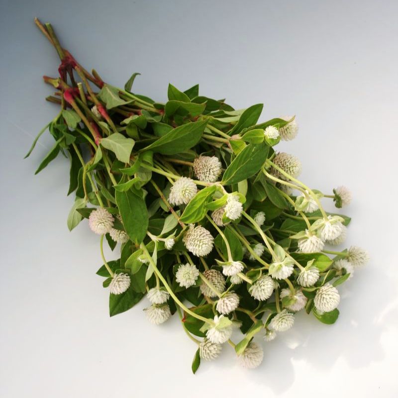 Gomphrena Audray White Seed
