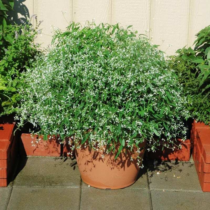 Euphorbia Glamour Seed
