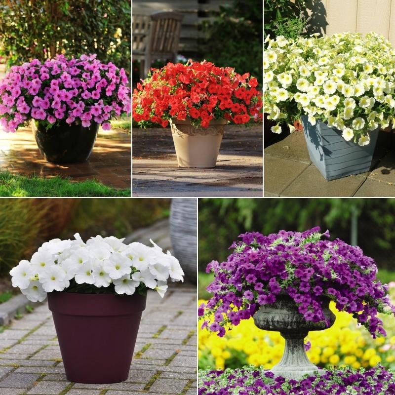 Petunia Easy Wave Primary Colors Collection F1 Seed