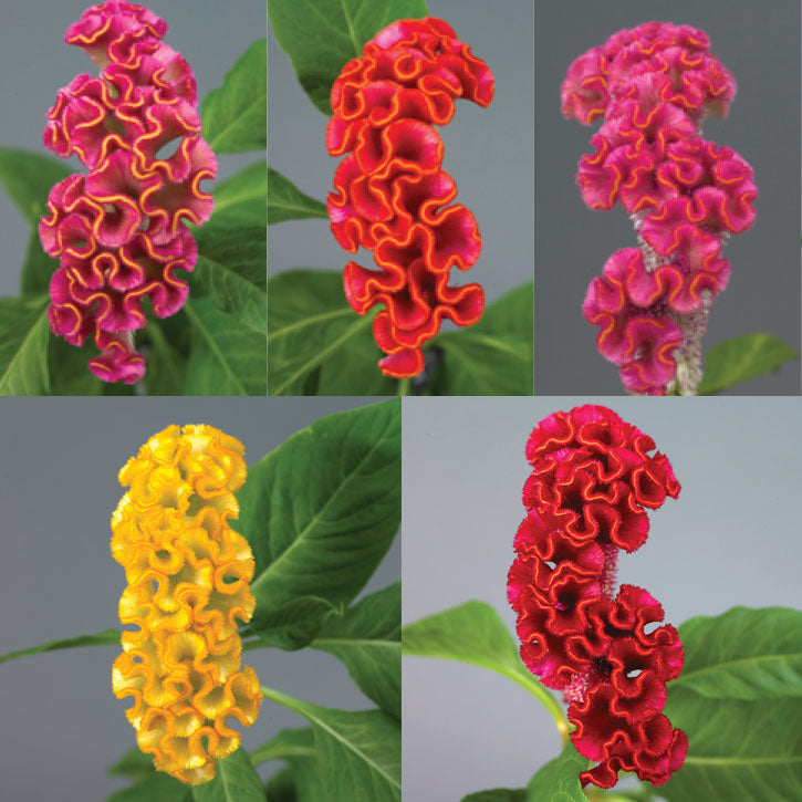 Celosia Neo Mix Seed