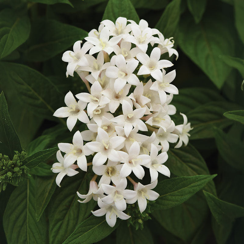 Pentas Lucky Star Mix F1 Seed