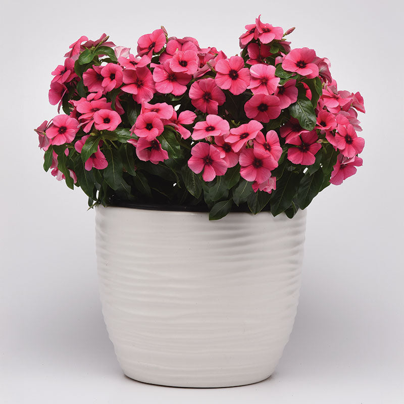 Vinca Tattoo™ Raspberry Seed