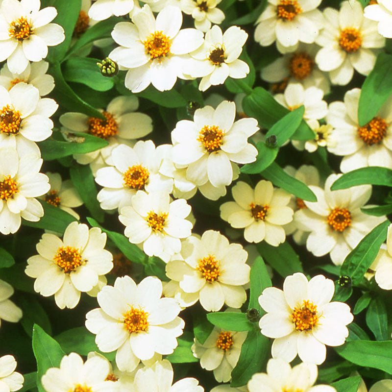 Zinnia Profusion AAS Mix Seed