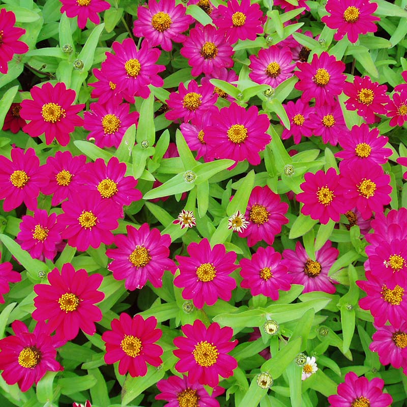 Zinnia Profusion AAS Mix Seed
