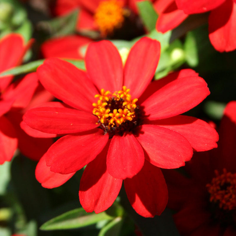 Zinnia Profusion AAS Mix Seed