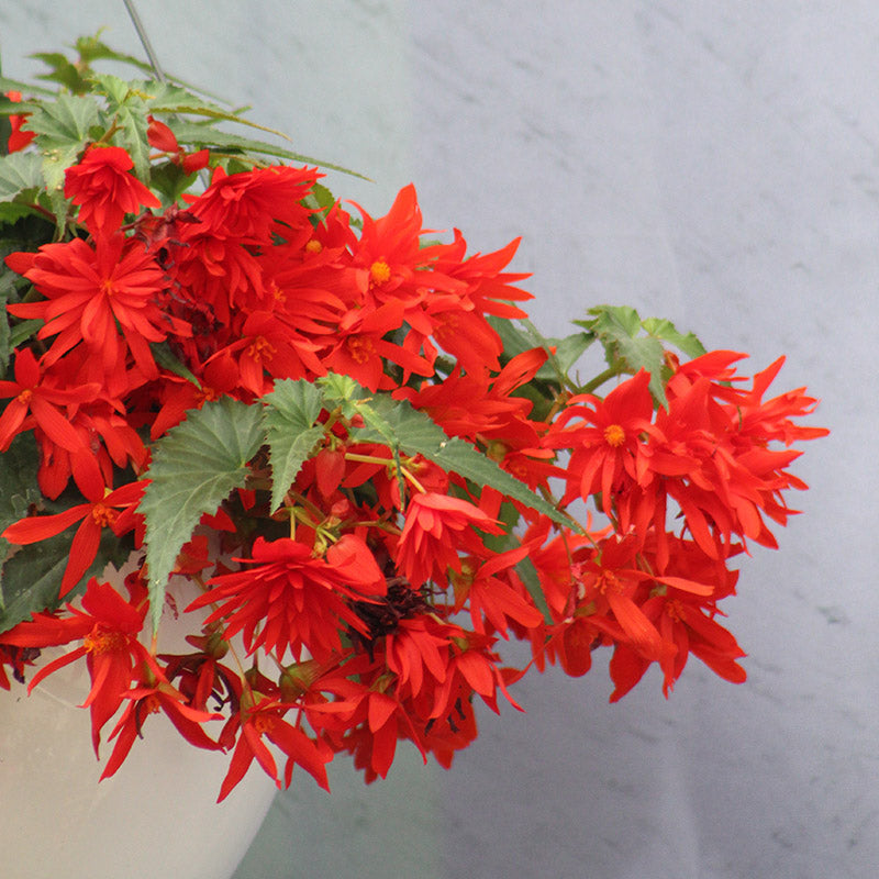 Begonia Funky Orange F1 Seed