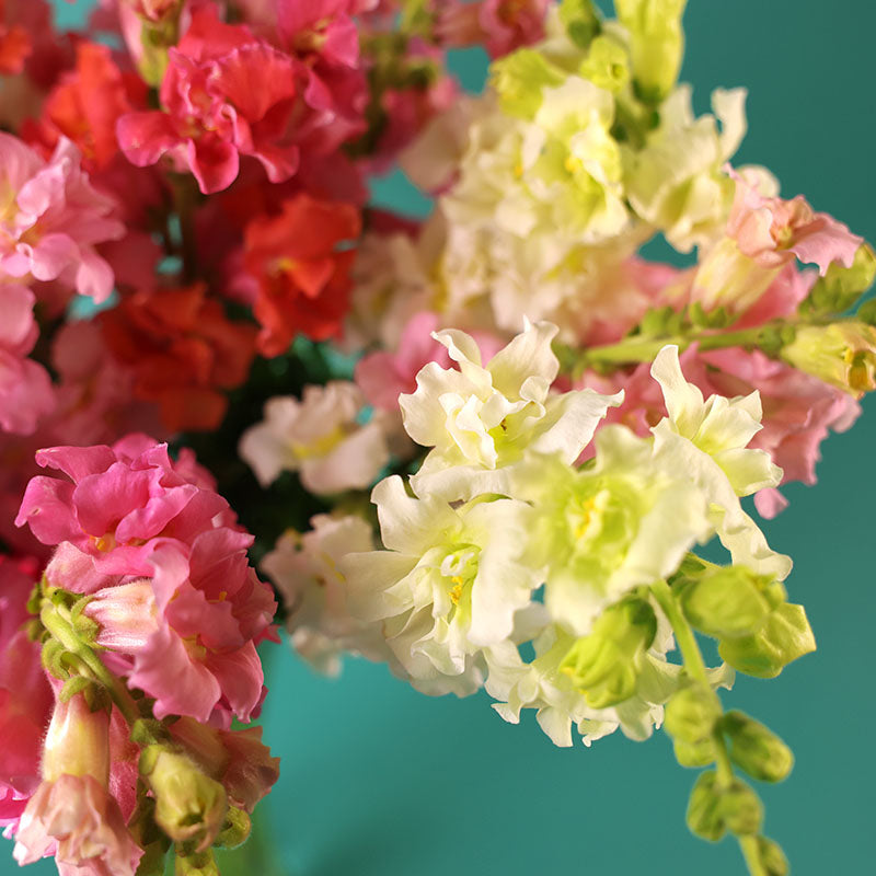 Snapdragon Madame Butterfly Mix F1 Seed