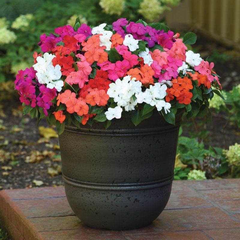 Impatiens Beacon Formula Mix F1 Seed