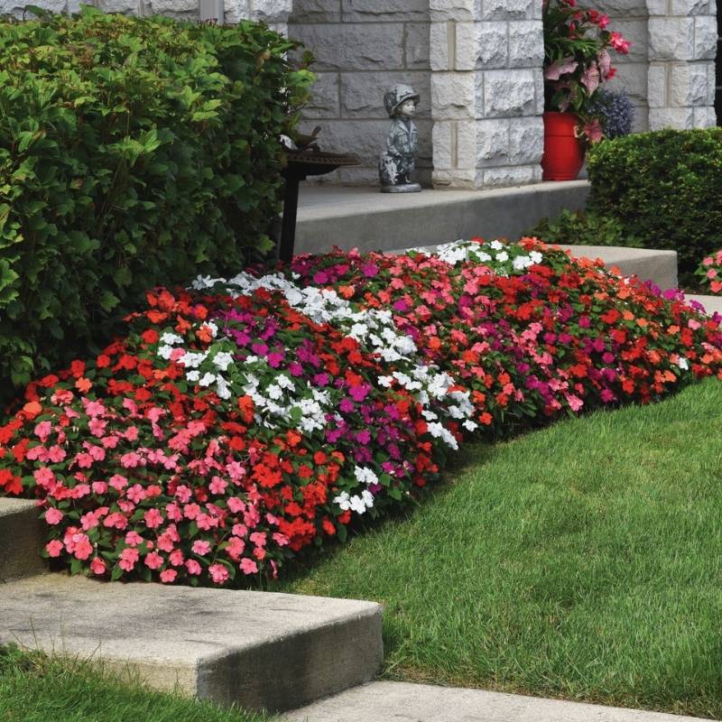 Impatiens Beacon Formula Mix F1 Seed
