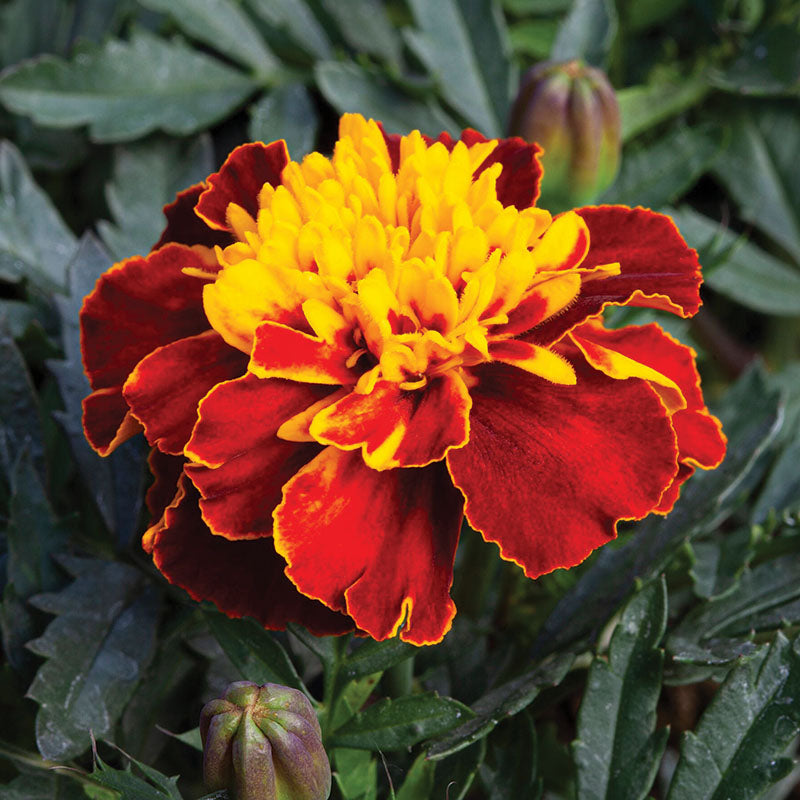 Marigold Happy Mix Seed