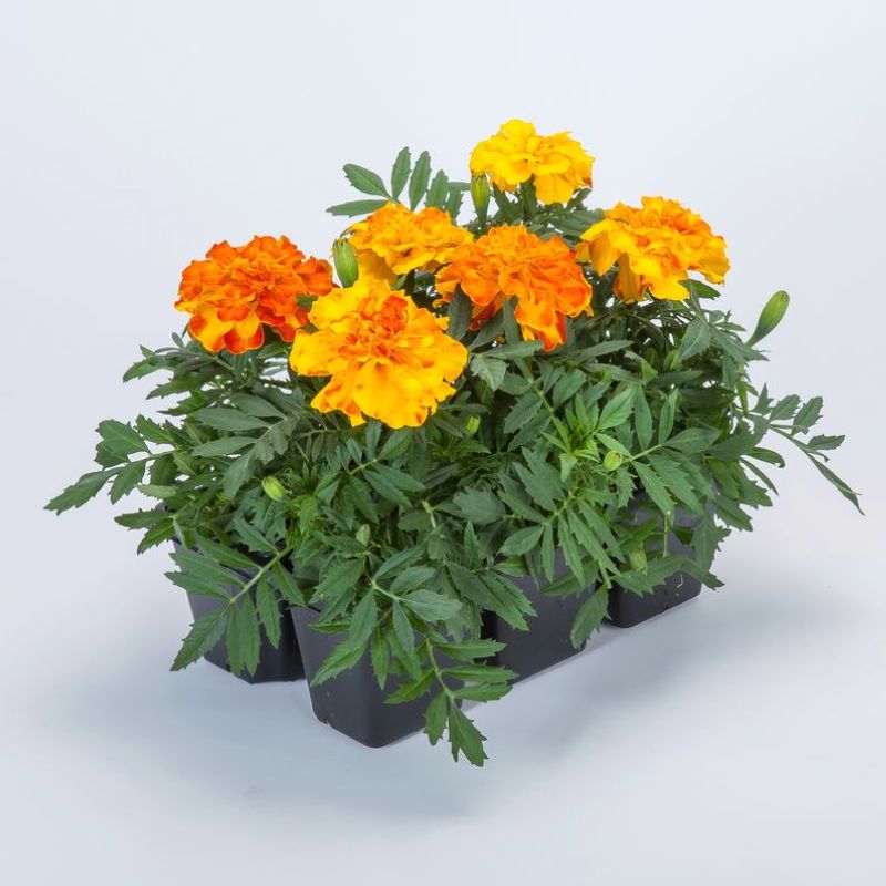 Marigold Endurance Sunset Gold F1 Seed