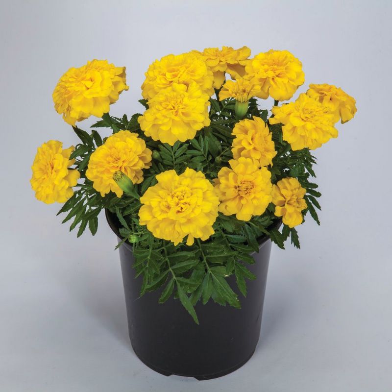 Marigold Endurance Yellow F1 Seed