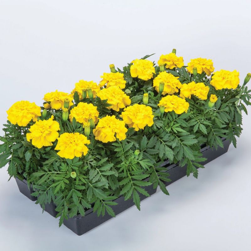 Marigold Endurance Yellow F1 Seed