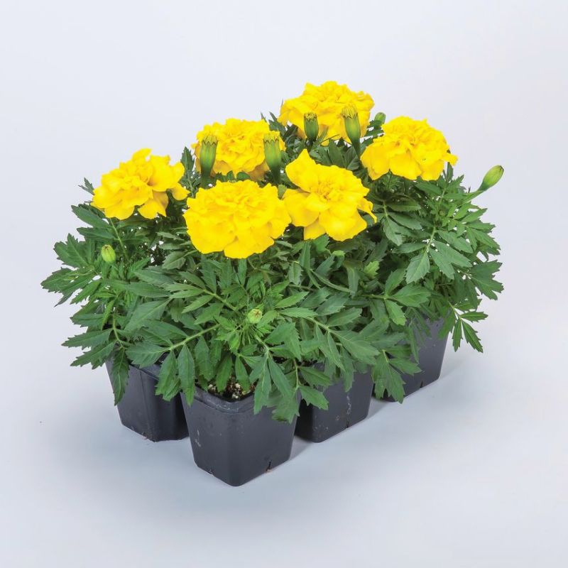 Marigold Endurance Yellow F1 Seed