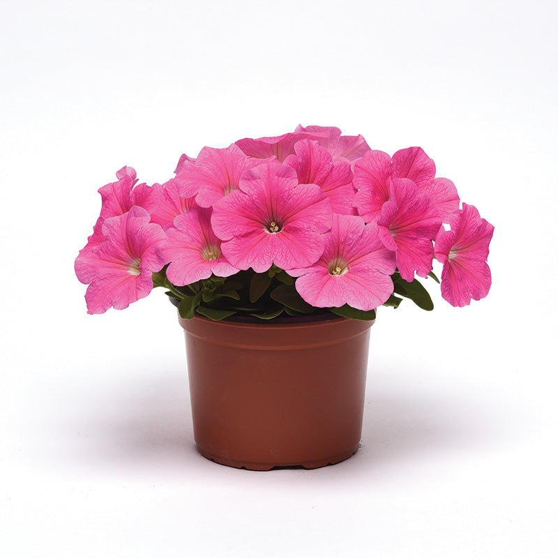 Petunia E3 Easy Wave Pink Cosmo F1 Seed