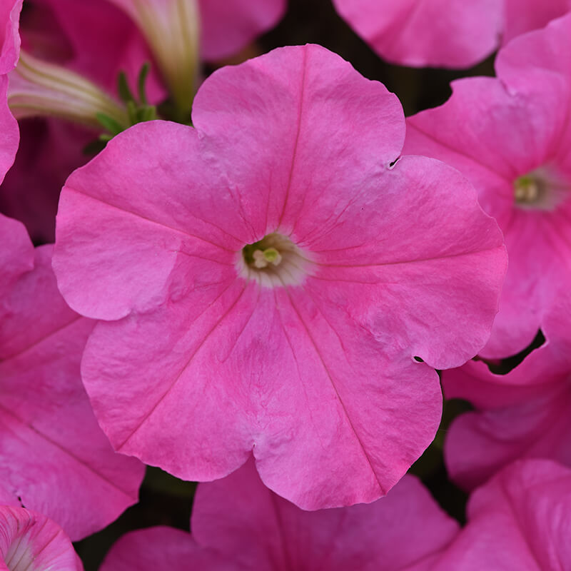 Petunia E3 Easy Wave Pink F1 Seed