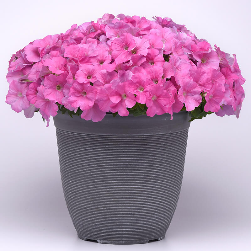 Petunia E3 Easy Wave Pink F1 Seed