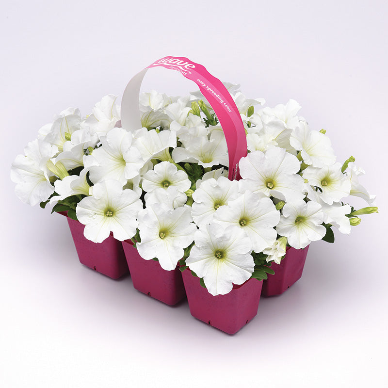 Petunia E3 Easy Wave White F1 Seed
