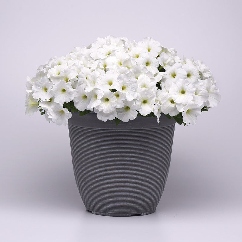 Petunia E3 Easy Wave White F1 Seed