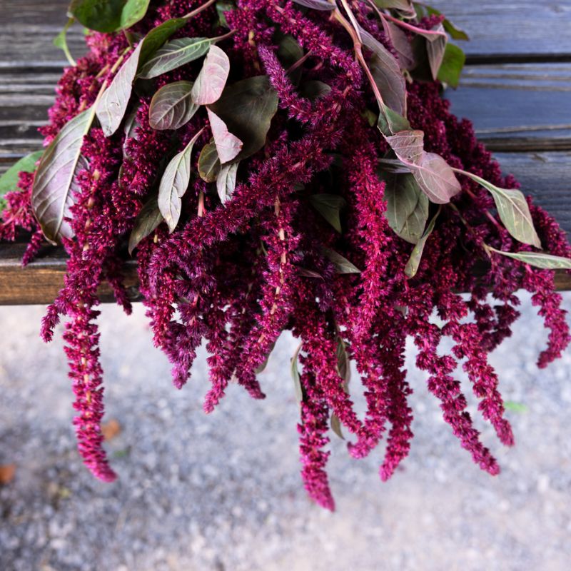 Amaranthus Oeschberg Seed