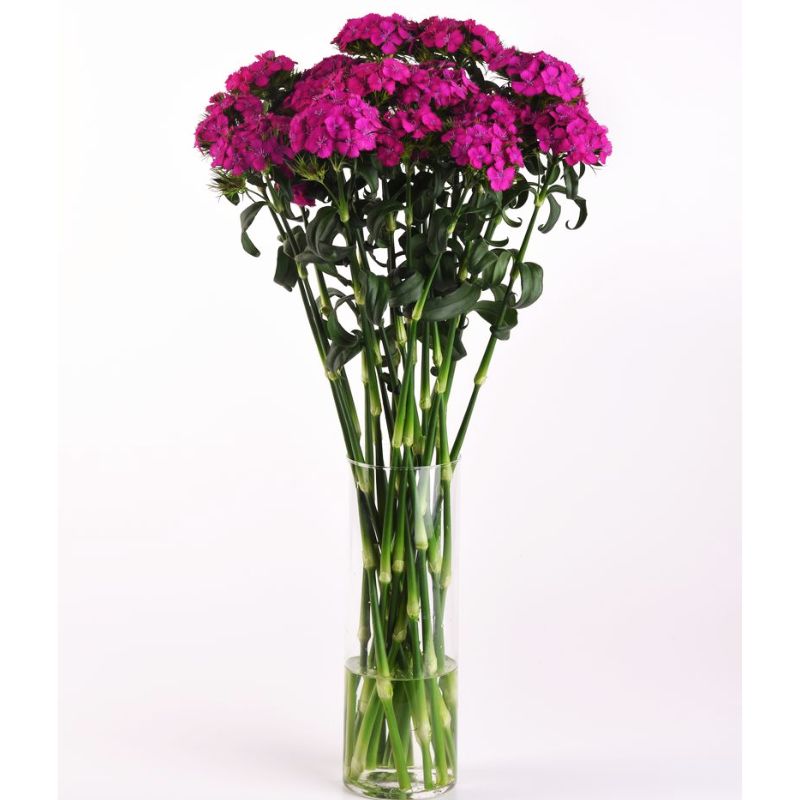 Dianthus Sweet Neon Purple F1 Seed