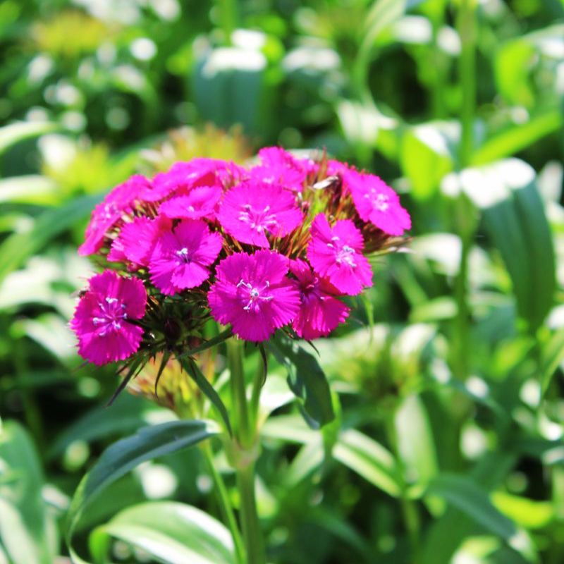 Dianthus Sweet Neon Purple F1 Seed