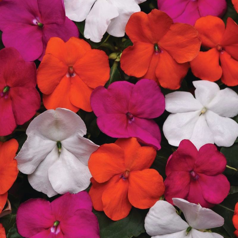 Impatiens Beacon Lindau mix Improved F1 Seed