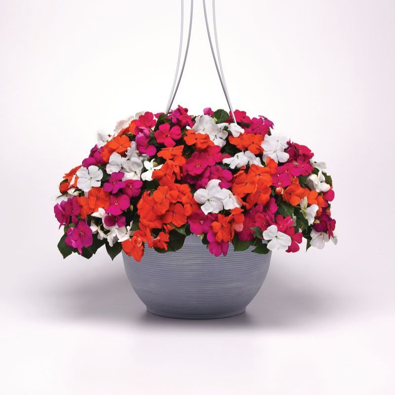 Impatiens Beacon Lindau mix Improved F1 Seed