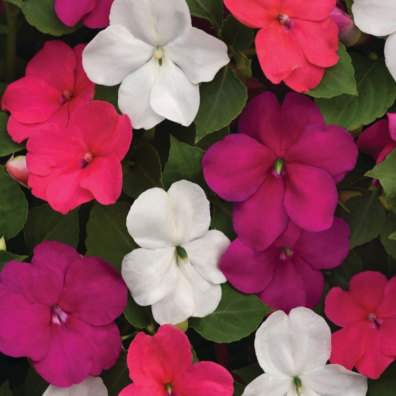 Impatiens Beacon Portland Mix Improved F1 Seed