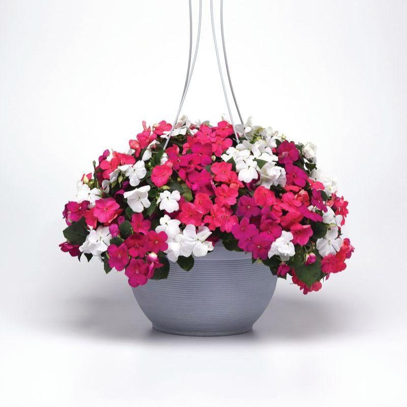 Impatiens Beacon Portland Mix Improved F1 Seed