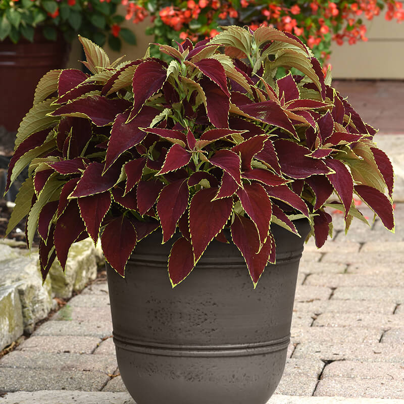 Coleus Premium Sun Ruby Heart Seed